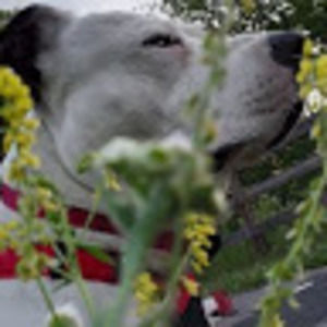 Meet your Posher, Rex